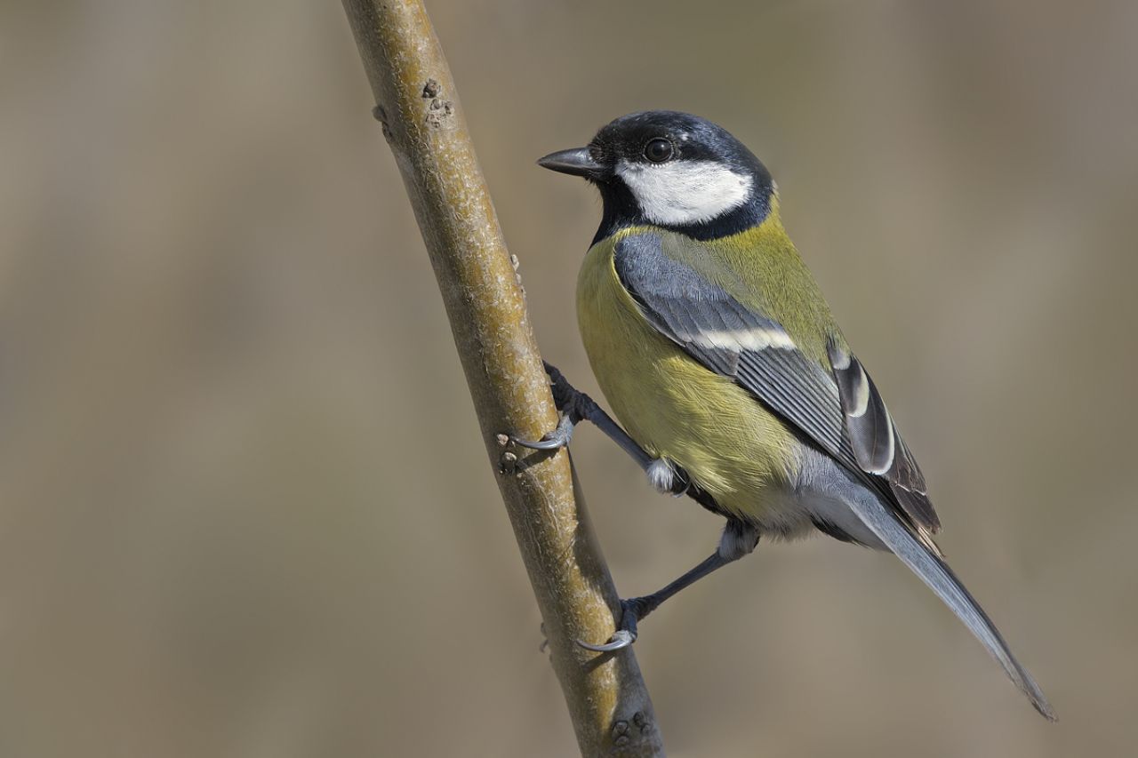 Cinciallegra (Parus major)